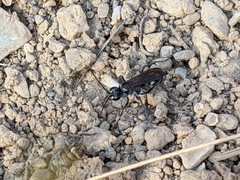 Cryptocheilus hispanicus