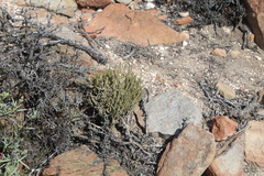 Crassula muscosa