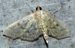 Herpetogramma pertextalis