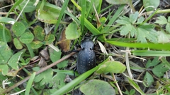 Carabus hortensis
