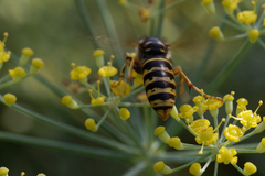 Dolichovespula