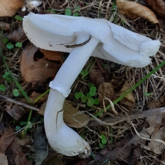 Leucoagaricus