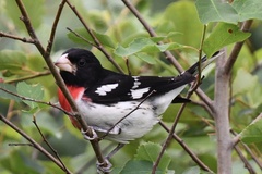 Pheucticus ludovicianus