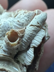 Petaloconchus varians