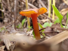 Hygrocybe