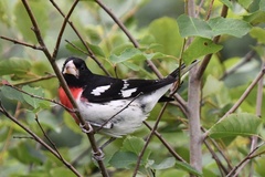 Pheucticus ludovicianus