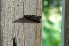 Ortholepis pasadamia
