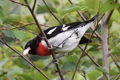 Pheucticus ludovicianus