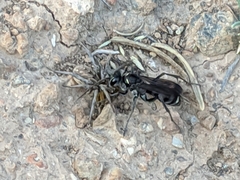 Cryptocheilus hispanicus