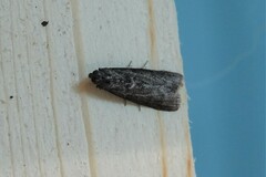 Ortholepis pasadamia