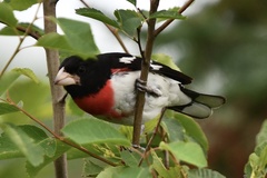 Pheucticus ludovicianus