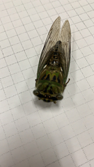 Neotibicen pruinosus