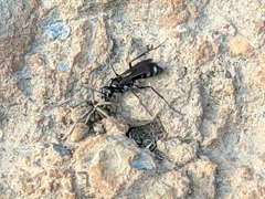 Cryptocheilus hispanicus