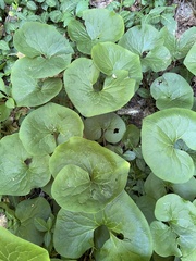 Asarum canadense
