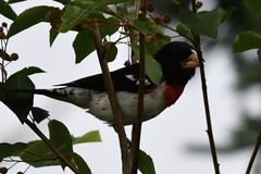 Pheucticus ludovicianus