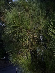 Pinus