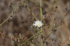 Malacothrix saxatilis
