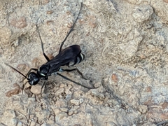 Cryptocheilus hispanicus