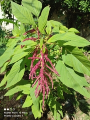 Amaranthus cruentus