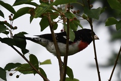 Pheucticus ludovicianus