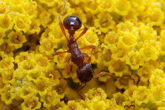 Myrmica