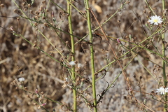 Malacothrix saxatilis