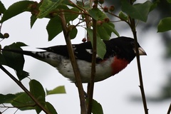 Pheucticus ludovicianus