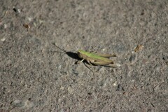 Chorthippus dorsatus