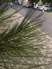 Pinus