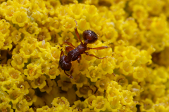 Myrmica