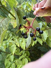 Cornus alternifolia