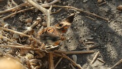 Junonia grisea