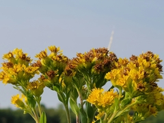 Solidago rigida