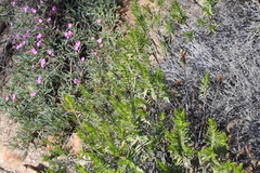 Pteronia fasciculata