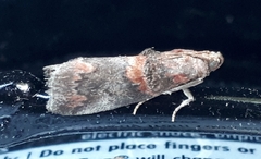 Acrobasis angusella