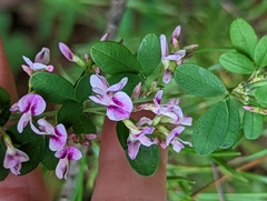 Lespedeza violacea