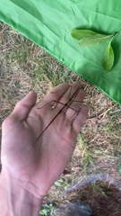 Phasmatinae
