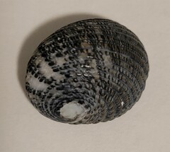 Nerita funiculata