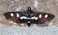 Desmia funeralis