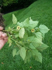 Physalis cordata