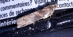 Acrobasis angusella