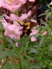 Bombus sonorus