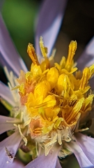 Symphyotrichum spathulatum