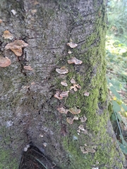 Trametes versicolor