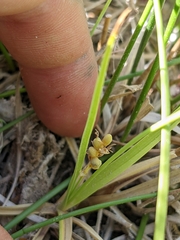 Carex aurea