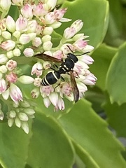 Ancistrocerus catskill