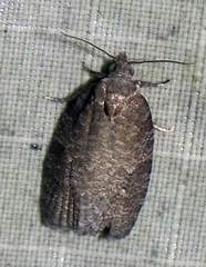 Apotomis removana