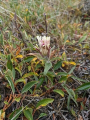 Castilleja elegans