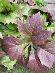 Rodgersia