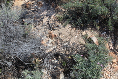 Cotyledon orbiculata spuria